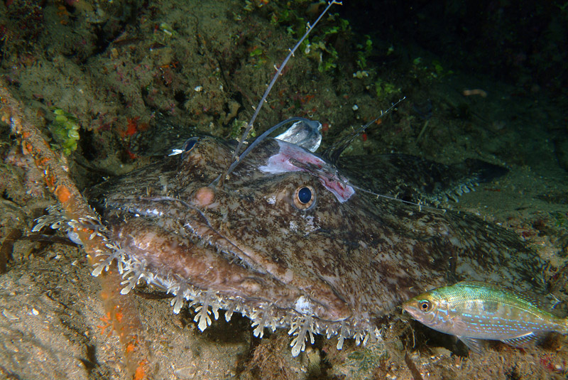 Lophius piscatorius 